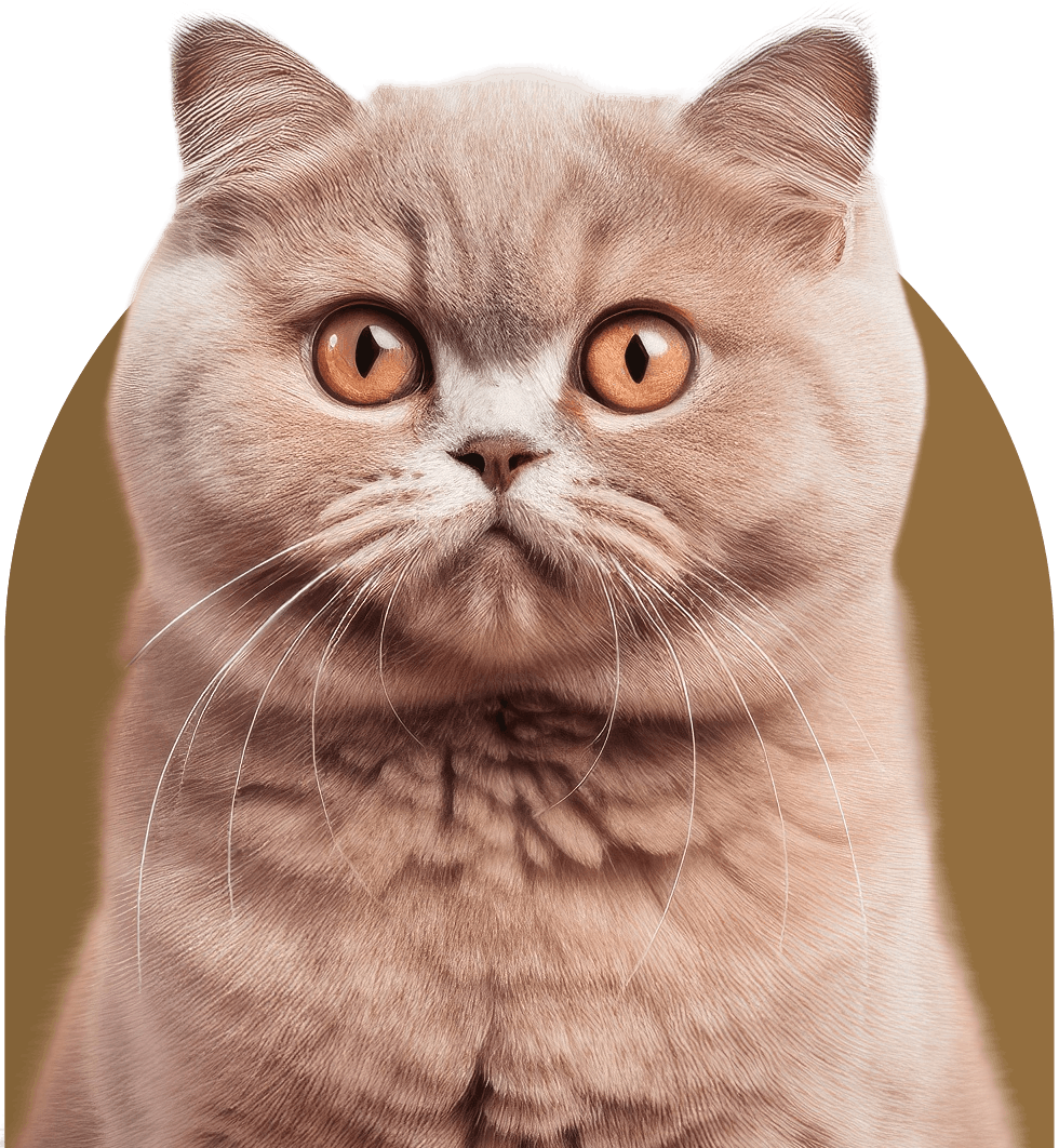 brown cat