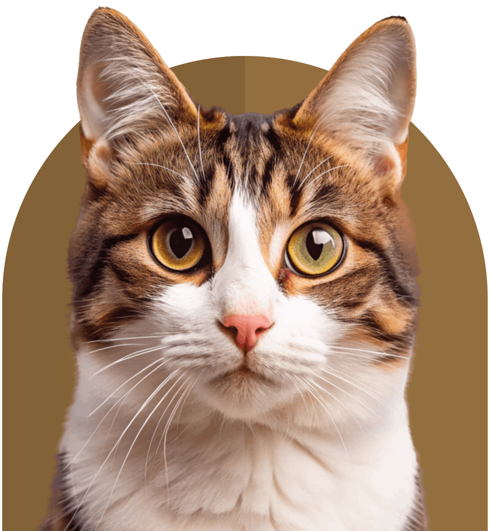 cute cat