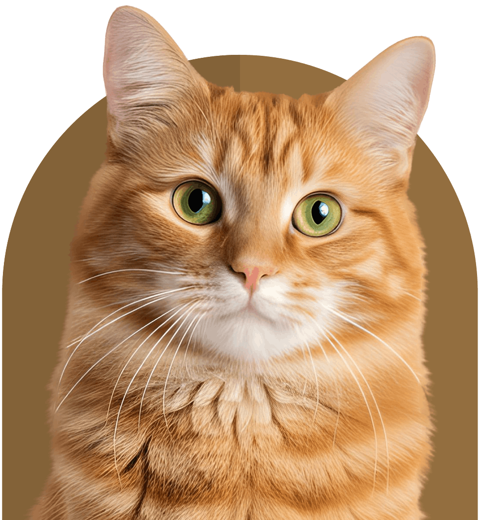 ginger cat