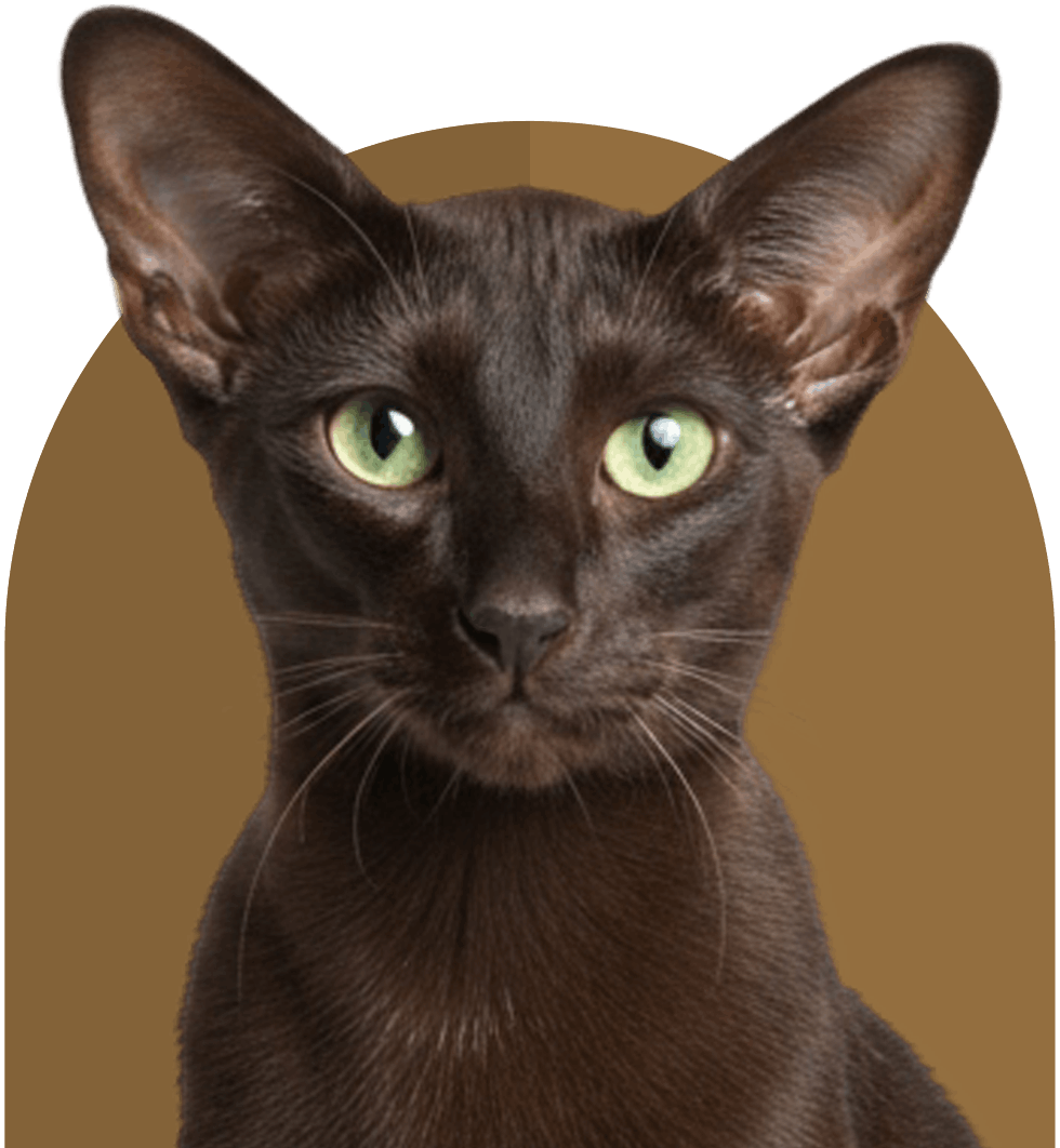 havana black cat