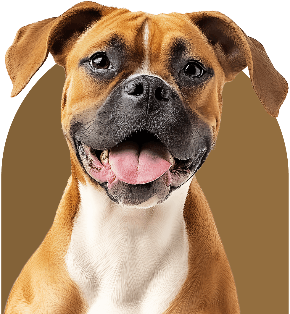 cute boxer dog smiling with tongue out 