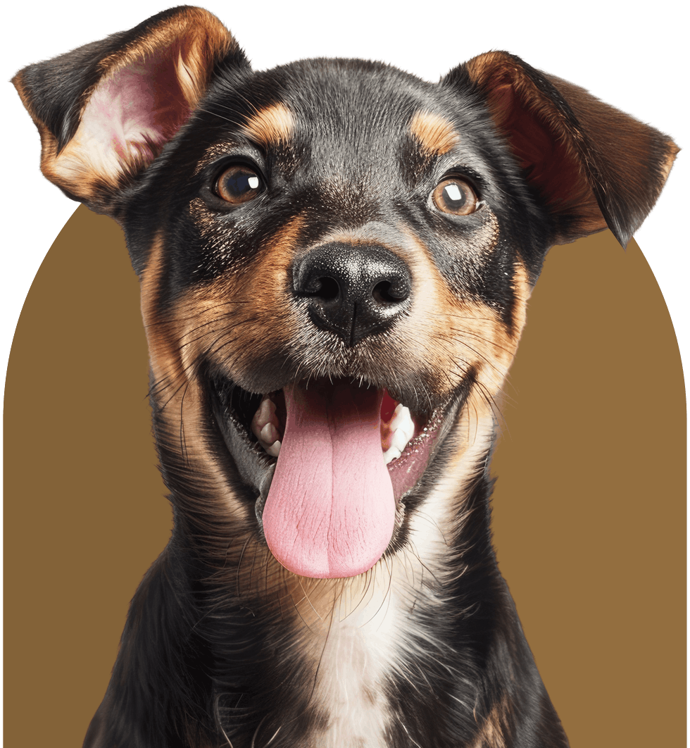 dog with its tongue out