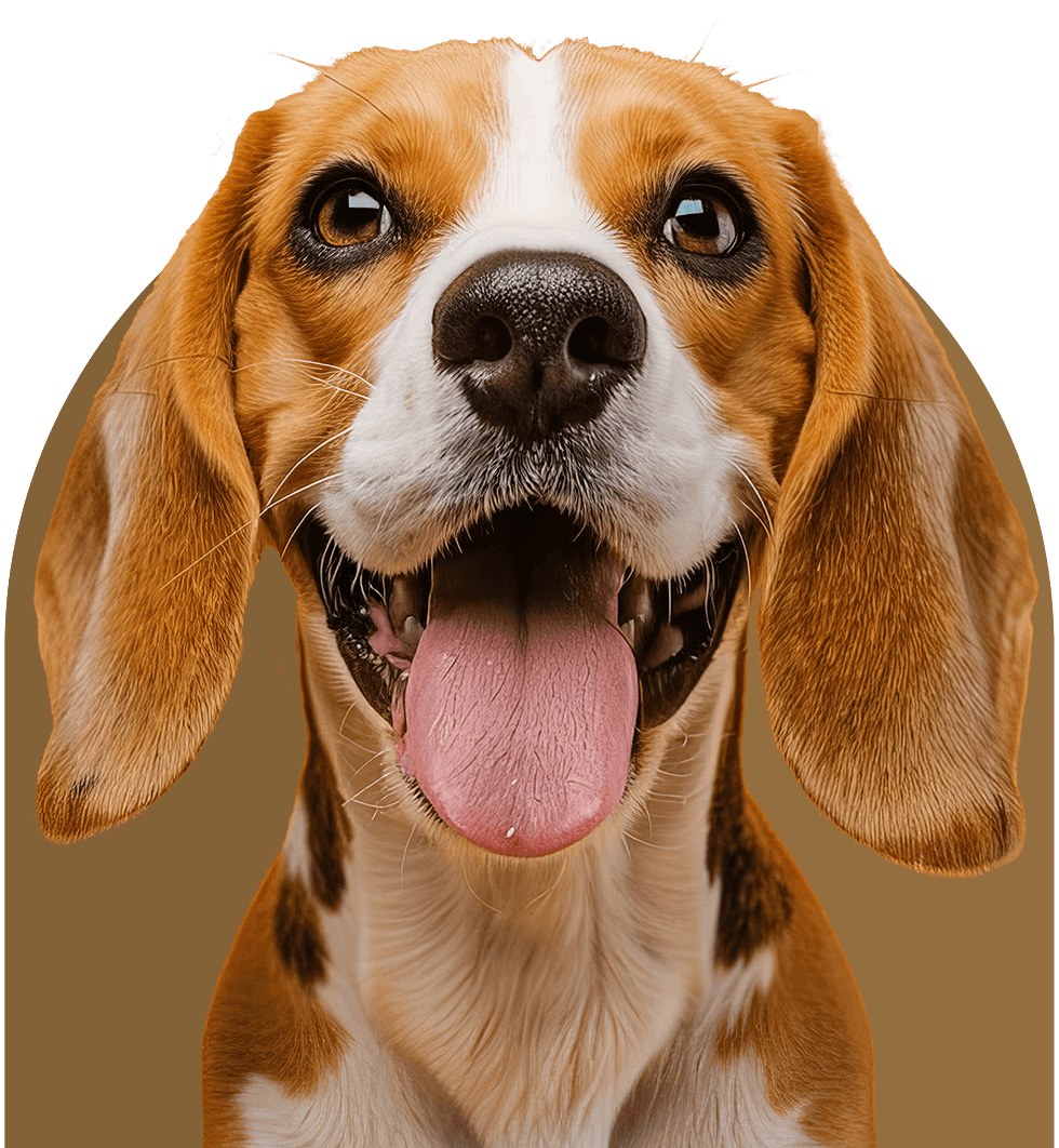 happy brown and white dog