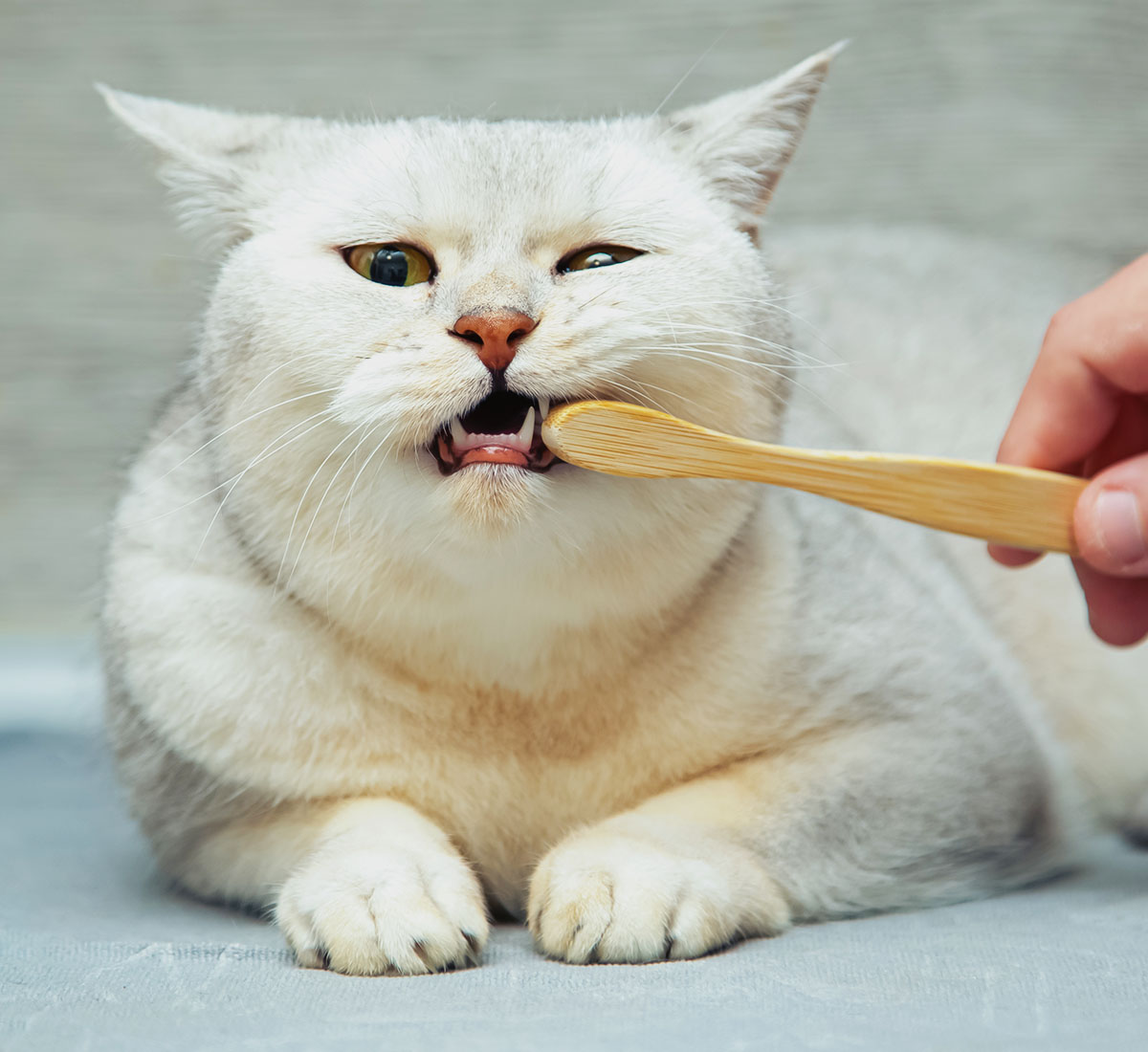 veterinary cleans teeth young british silver cat with toothbrush