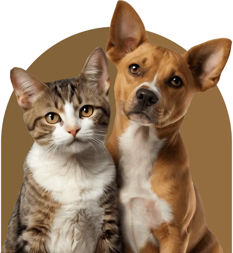 dog and cat together