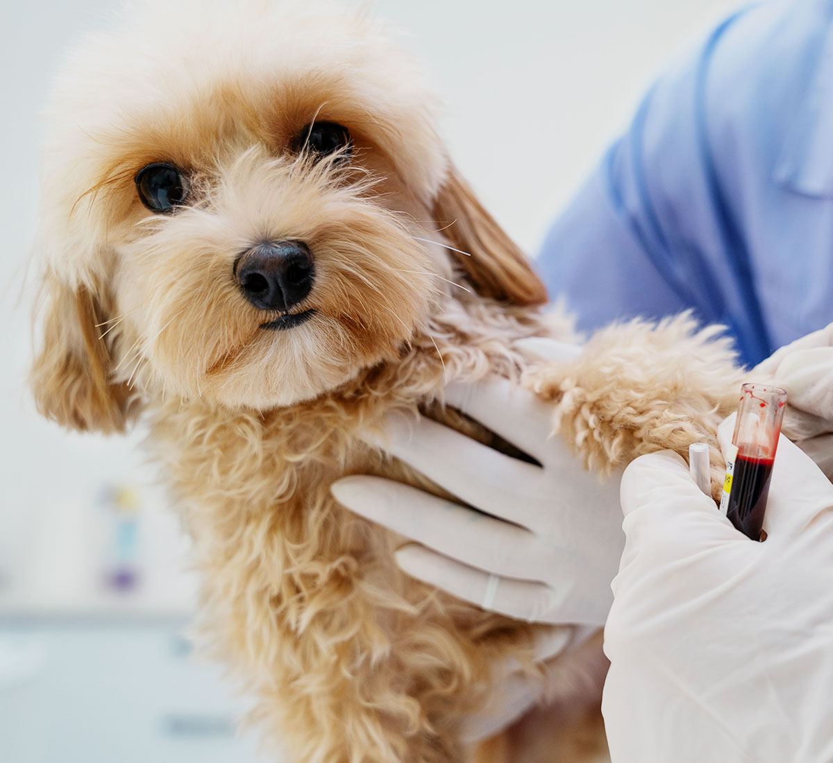 doctor taking blood from dog