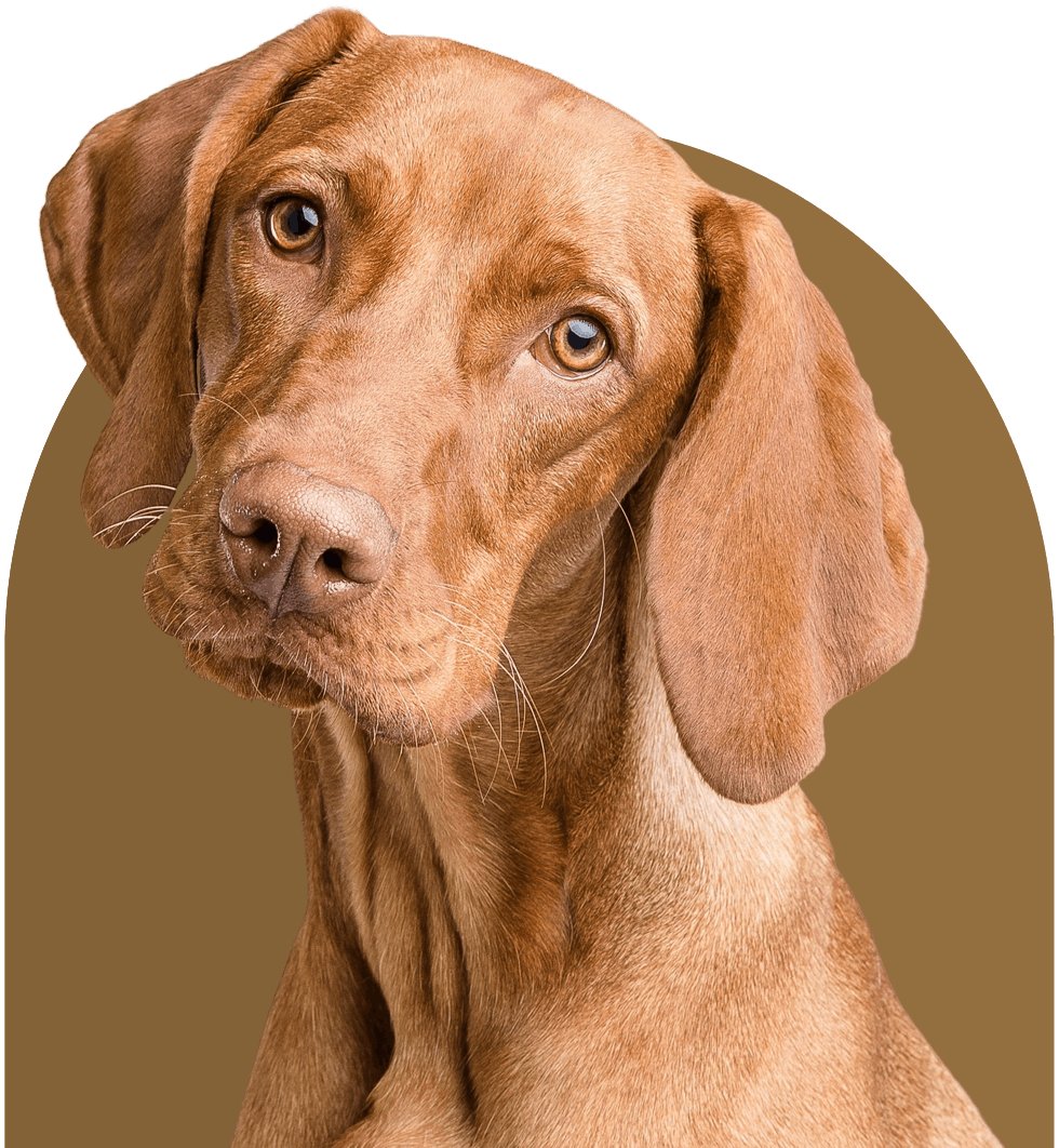 old brown dog