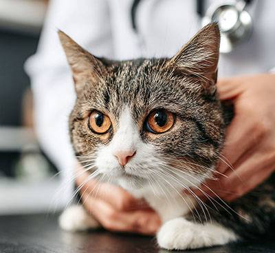 cat undergoing medical examination