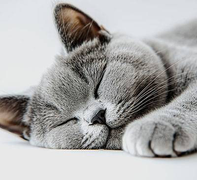 gray cat sleeping peacefully