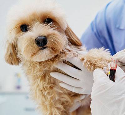doctor taking blood from dog