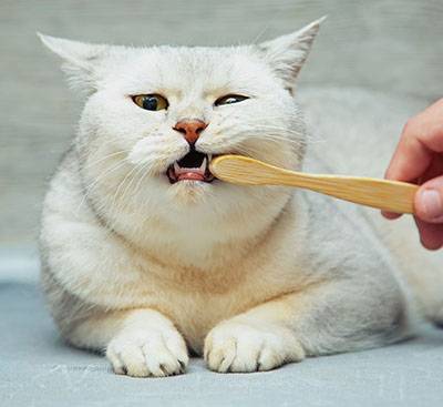 veterinary cleans teeth young british silver cat with toothbrush