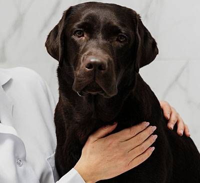 doctor with dog