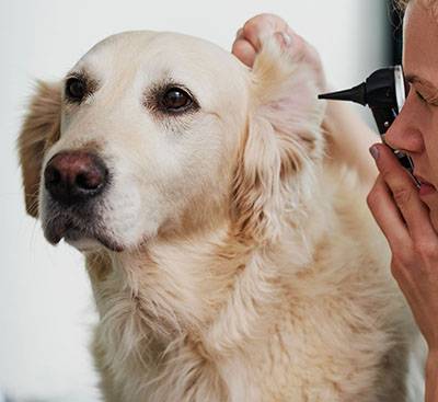 vet examine dog ears