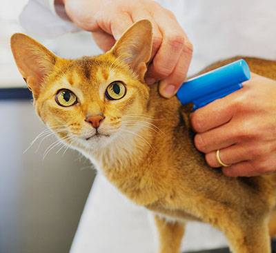 cat microchip