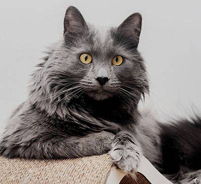 fluffy gray cat with yellow eyes scratching bed
