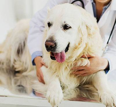 veterinarian doctor with golden retriever