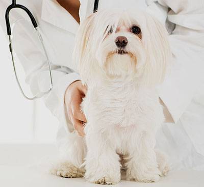 veterinary examining maltese dog