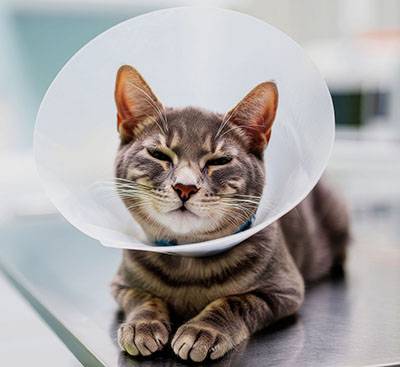 cat recovery collar sitting clinic