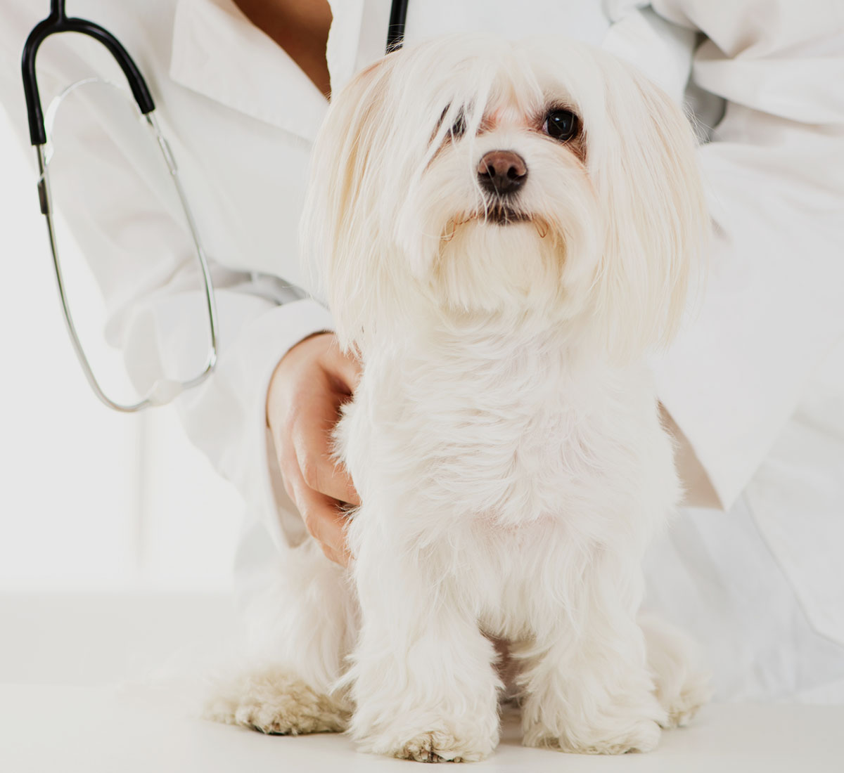 veterinary examining maltese dog