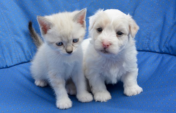 Puppy and kitten sales care