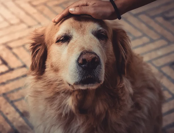 Gray Muzzle Wisdom: Keeping Your Senior Pet Happy and Healthy